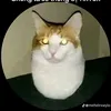 nkh_50_