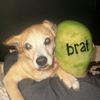 bhad.bhaldiee