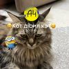 felkacat2