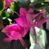 terri_noll