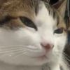 dislikesbutton