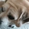 labradorwolf20