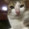 mewngokd