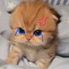 field_cat
