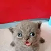kotnarkotkotk