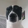 _dtvr