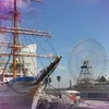 sakuracollar1121