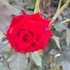 user740062852435