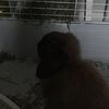 hershey_bear.thebunny