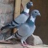 nabikhan7077