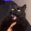mjaumjaumjaumjau9