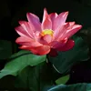 linhtram999