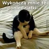 tomaszluch
