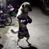 srijan_g