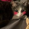 daisycakescat