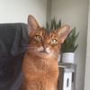tuttle.the.abbycat