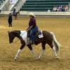 dwcpainthorses