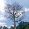 euginenea