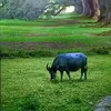 buincuong