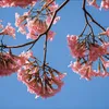 khuyen2809