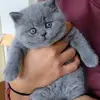 bodywdody