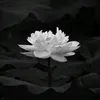 minh_dang_040198