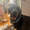 2labradorss