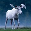 mooseloves7
