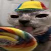duggiwbuggi