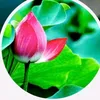 thaiduyphuong66