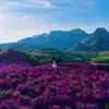 cảnh đẹp mộc châu