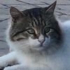 grilled_cheese20