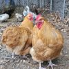 thehearthandherd
