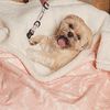 mochatheshihtzu17