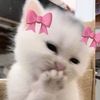 lusi_2508