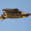 falcon_sa7