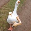goosethrowinggangsigns