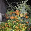 rokhoshismail