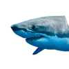 sharkzzzzzz