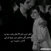 jungli.billi3