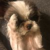 fifi_o.0