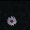 talha_939