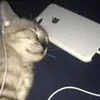 marsvvnn