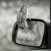 turki_8881