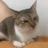 lappytapp