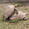 i.like.tortoises67