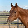 redheadsandhorses