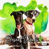 Desert Danes 🌵