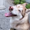 cjthehuskyy