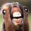 hippo22_tiktok